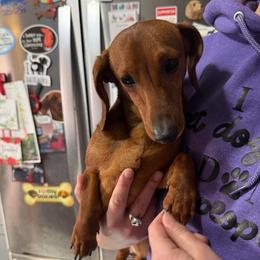 Tate - Red male Dachshund puppy in Fond Du Lac, Wisconsin from Clucking Homestead Springers & Dachshunds