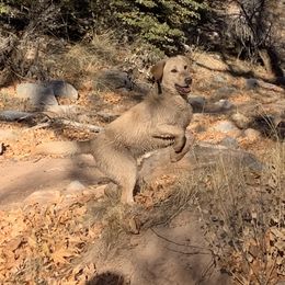 Zona - Labrador Retriever