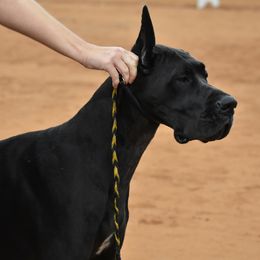 Hydra - Great Dane