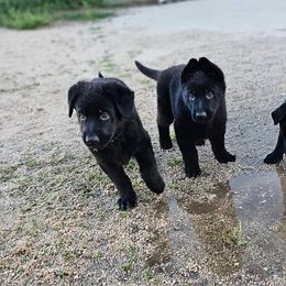 German Shepherd Puppies from Von Schwarzwald German Shepherds
