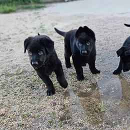 German Shepherd Puppies from Von Schwarzwald German Shepherds
