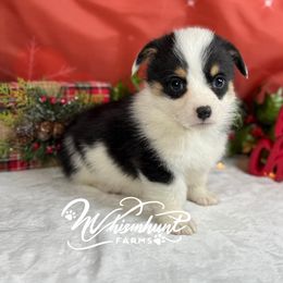 Mismark Tri Black - Black and tan male Pembroke Welsh Corgi puppy in Nashville, Arkansas from Whisenhunt Farms