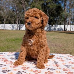 Wish - Goldendoodle puppy from Bundle of Joy Doodles