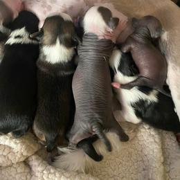 Chihuahua and Chinese Crested Puppies from Western Kentucky Chihuahua’s and Chinese Crested’s