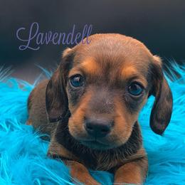 Dachshund Puppies from Lavendell Dachshunds