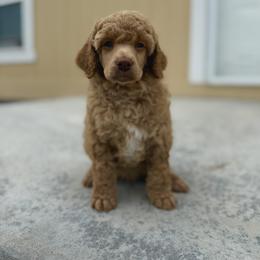 Poodle Puppies from The Peaks Premium Poodles