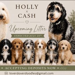 Goldendoodle puppies from Lover Dover Doodles