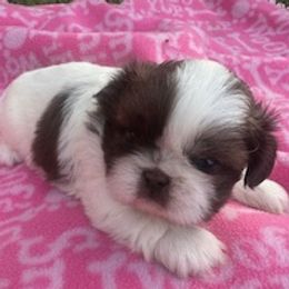 Cantina - Liver and white male Shih Tzu puppy in Fort Myers, Florida from Donna's Puppies