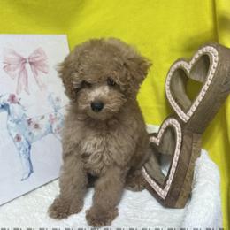 Poodle Puppies from Grams poodle babies