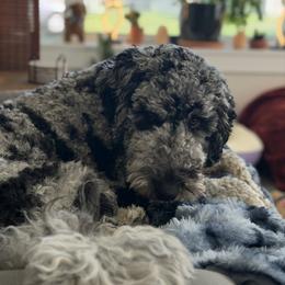Goldendoodle All Grown Up from Sinclairdoodles