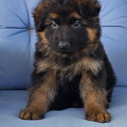 Boy 4 - Black and red male German Shepherd puppy in Sumner, Iowa from Vom Wilke Kennels