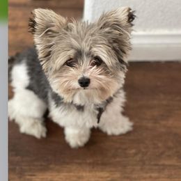 Oreo - Yorkshire Terrier