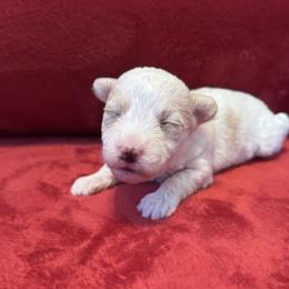 Lucy - White female Coton de Tulear puppy in Avery Creek, North Carolina from AVLCOTONLOVE