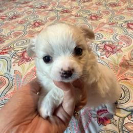 Gru (pet only) - Cream male Chihuahua puppy in Seneca, Missouri from Stephanie’s Puppy Colony
