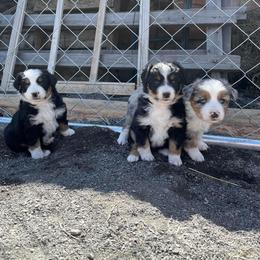 Miniature Australian Shepherd Puppies from Strawberry Mountain Mini Aussies