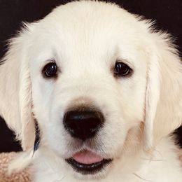 Golden Retrievers from Misty River English Goldens