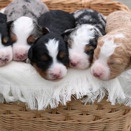 Bernedoodle puppies from Little Diamond Doodles