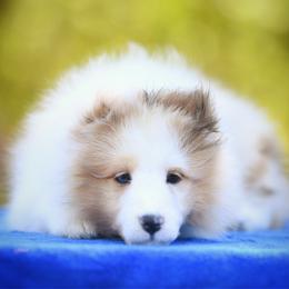 Rose - Sable merle and white female Shetland Sheepdog puppy in North Weeki Wachee, Florida from Jesstar Shetland Sheepdogs