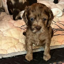 Jamaica - Merle female Cockapoo puppy in Lillington, North Carolina from Peace, Love, and Puppies at the Creek