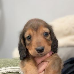 Churro - Red male Dachshund puppy in Chino Hills, California from Wooofyland LLC