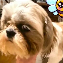 Hal - Gold and white male Shih Tzu puppy in Corpus Christi, Texas from Pam Crump Shih Tzu
