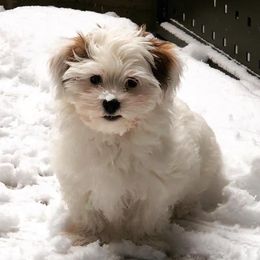 Havanese Puppies from Dearheart Havanese
