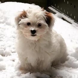 Havanese Puppies from Dearheart Havanese