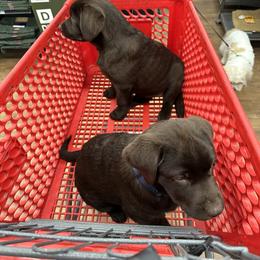 Labrador Retriever Puppies from Tag Hollow