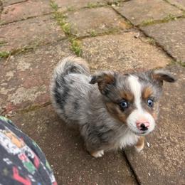 Blue Merle male 1 - Blue merle male Miniature Australian Shepherd puppy in Redding, California from Lavish Luxuries Mini and Toy Australian Shepherds