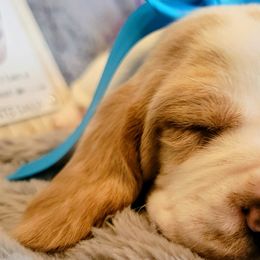 Basset Hounds from Daisey Mae's Bassett's on the Ridge.