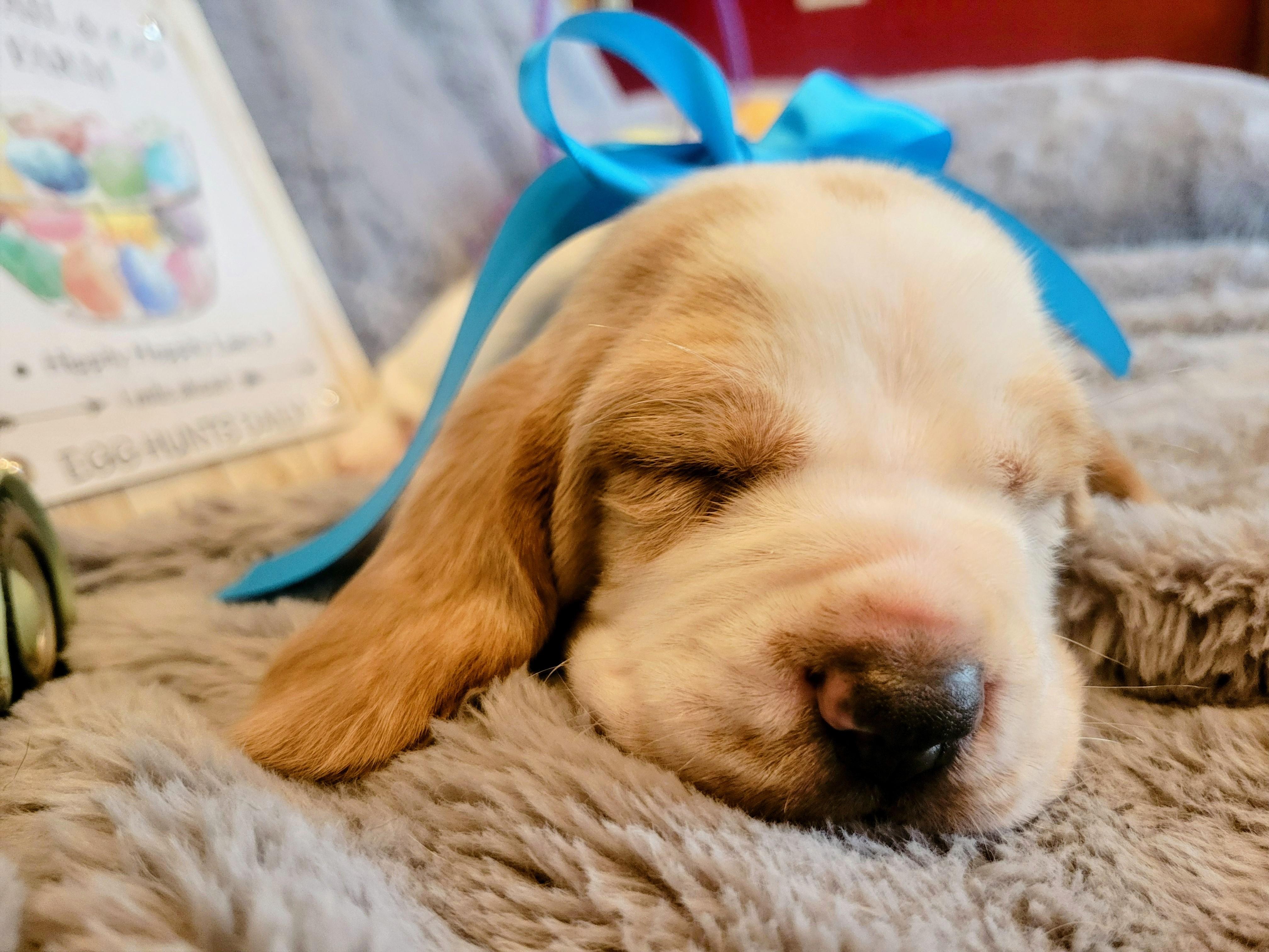 Daisey Mae's Bassett's on the Ridge. in Kentucky | Basset Hound puppies ...
