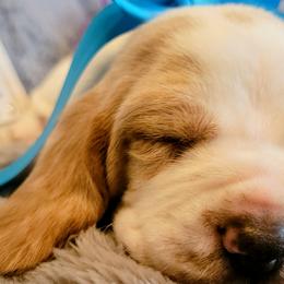Basset Hounds from Daisey Mae's Bassett's on the Ridge.