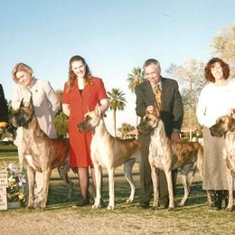 Great Dane Puppies from DaneDreams