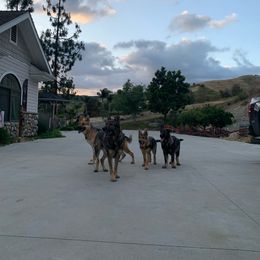 German Shepherd Puppies from Four Pines Ranch