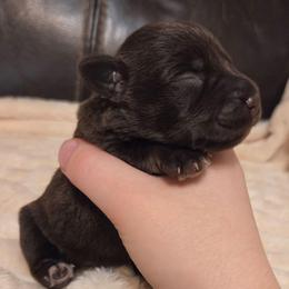 Jupiter - Liver male Miniature Schnauzer puppy in Graham, Washington from Olivia's Miniature Schnauzer's