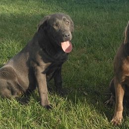 Dilute Retrievers and Labrador Retrievers from GT Labradors