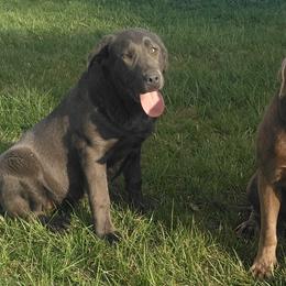 Dilute Retrievers and Labrador Retrievers from GT Labradors