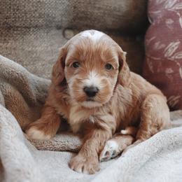 Toffee - Apricot female Goldendoodle puppy in Atlanta, Georgia from Cedarcrest Goldendoodles