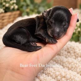 Oakley - Black and cream male Dachshund puppy in Rogue River, Oregon from Bear Feet Dachshunds