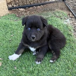 Matt - Black tri-color male Australian Shepherd puppy in Mount Vernon, Texas from RJ's Aussie Posse