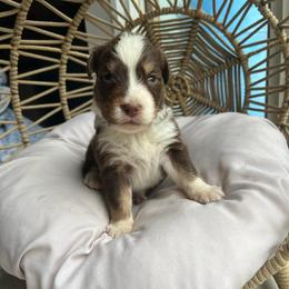 Levi - Red tri-color male Australian Shepherd puppy in Grants Pass, Oregon from Carmel Mountain Aussies