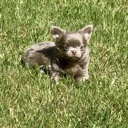 MAX - Blue male Chihuahua puppy in Richmond, Virginia from Bayberry Chihuahuas