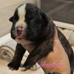 Brindle boy 3 - Brindle male Boxer puppy in Red Boiling Springs, Tennessee from Silver Rain