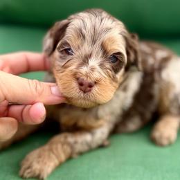 Orange collar boy - Chocolate merle male Bernedoodle puppy in Colorado Springs, Colorado from Mercy Mountain Bernedoodles