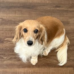 Daisy - Cream female Dachshund puppy in Pacific, Washington from Han&Jan Doxie’s
