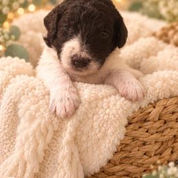 Harry - Sable male Poodle puppy in Washington, Pennsylvania from Patriotic Poodles