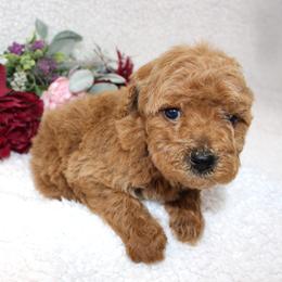 Ricotta - Apricot female Poodle puppy in Stokesdale, North Carolina from His and Hers Poodles and Doodles