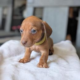 Lily - Chocolate and tan female Dachshund puppy in Waddell, Arizona from The Bearded Companions