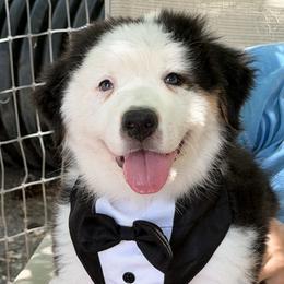 Panda Bear - Black tri-color male Australian Shepherd puppy in Ruther Glen, Virginia from Reinem-N-Kennels