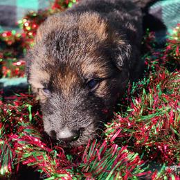 Neo - Sable male German Shepherd puppy in Los Lunas, New Mexico from Mali's German Shepherds